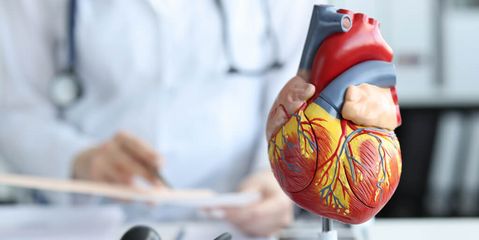 Arzt erklärt Herzfunktion am Herzmodell aus Kunststoff