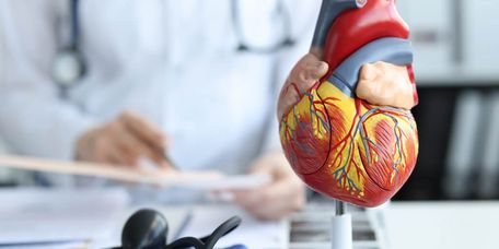 Beratung Arzt erklärt Herzfunktion am Herzmodell aus Kunststoff