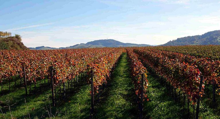 Badische Weinstraße