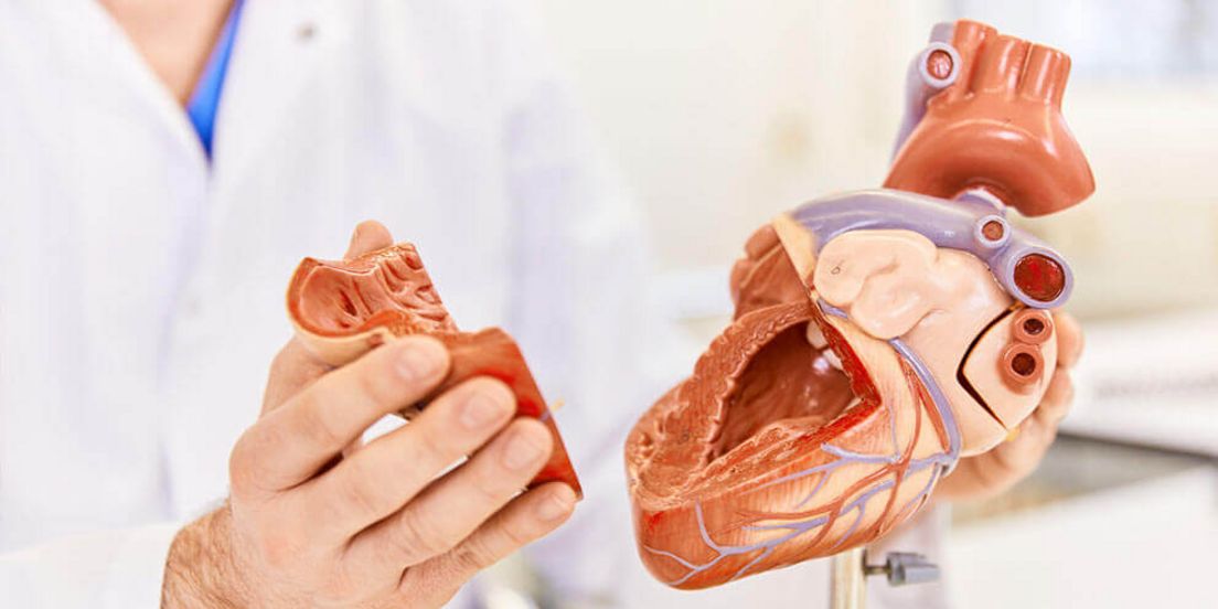 Krankheitsbild: Herzmuskelerkrankungen (Kardiomyopathie)